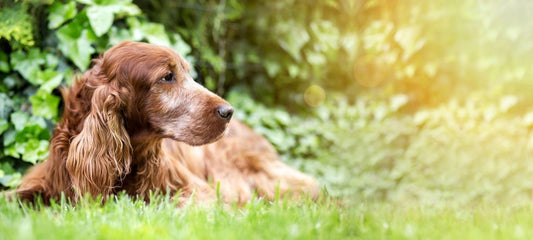 Arthrose beim Hund behandeln – Wege zu weniger Schmerzen und mehr Lebensfreude - EQUUSIR