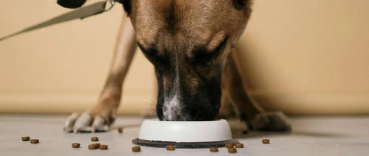 Ganzheitliche Linderung von Magen-Darm-Problemen beim Hund - EQUUSIR