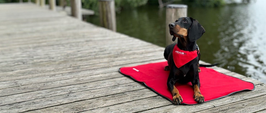 Magnetfeldtherapie bei Hunden - EQUUSIR