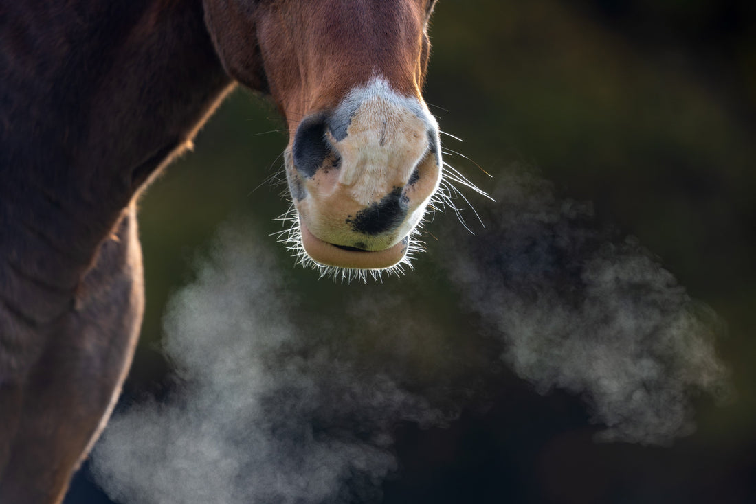 Equines Asthma beim Pferd – Ursachen, Symptome und Behandlungsmöglichkeiten