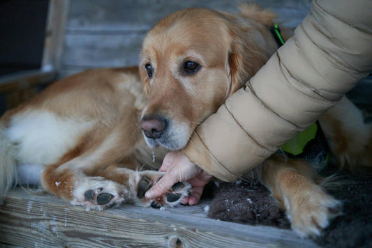 Pfotenpflege im Winter für Hunde – So schützt Du die empfindlichen Pfoten Deines Hundes - EQUUSIR