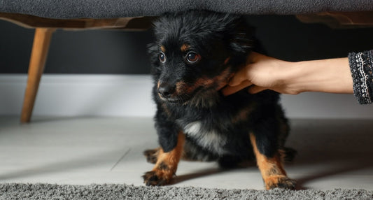Stress beim Hund verstehen – erkennen, verstehen und reduzieren mit BEST‑BOX und BIOS Decke