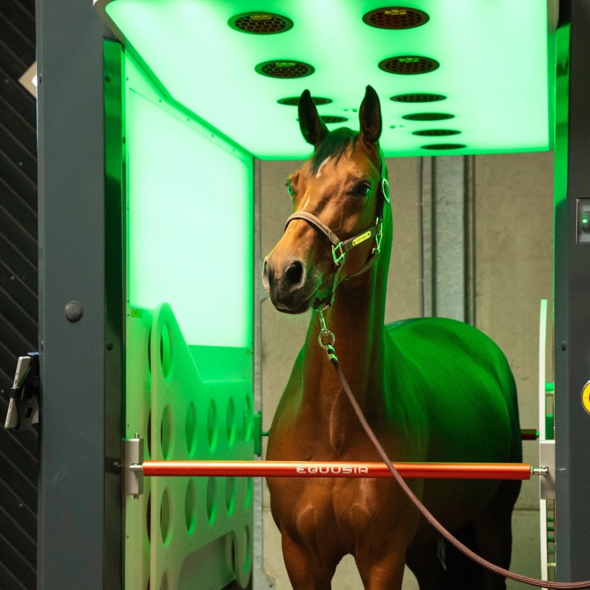 BEST - BOX - EQUUSIR