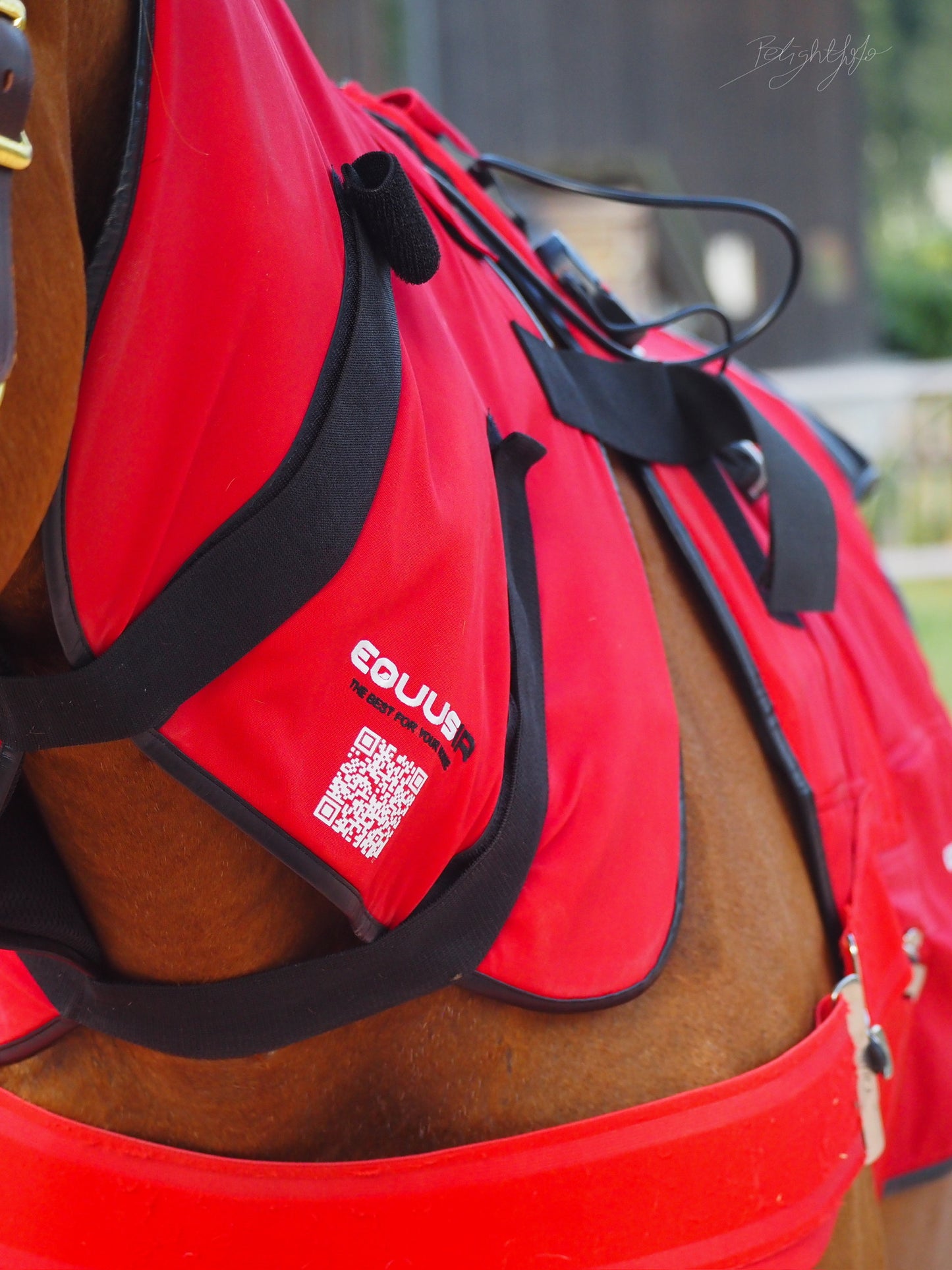 BIOS Horse Blanket