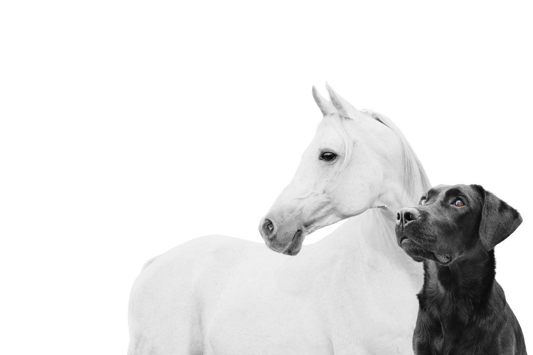 EQUUSIR weißes Pferd und schwarzer Hund als Markenbotschafter