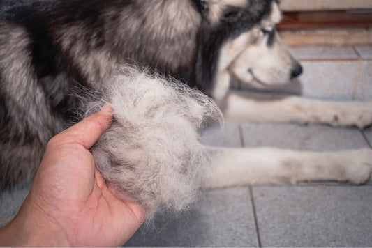 Fellwechsel beim Hund: Alles, was Du wissen musst & wie Du ihn optimal unterstützt