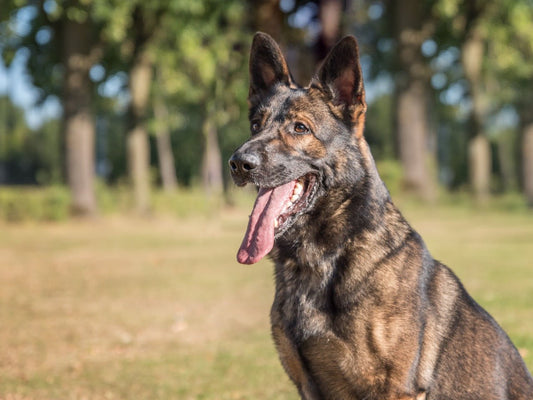 Der IGP-Hund als Hochleistungssportler – was im Körper wirklich passiert - EQUUSIR