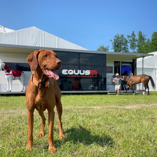 Die wichtigsten Lektionen, die ich als Hundebesitzerin beim Umgang mit der Sommerhitze für meinen Hund gelernt habe - EQUUSIR