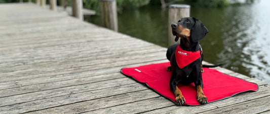 Magnetfeldtherapie bei Hunden - EQUUSIR