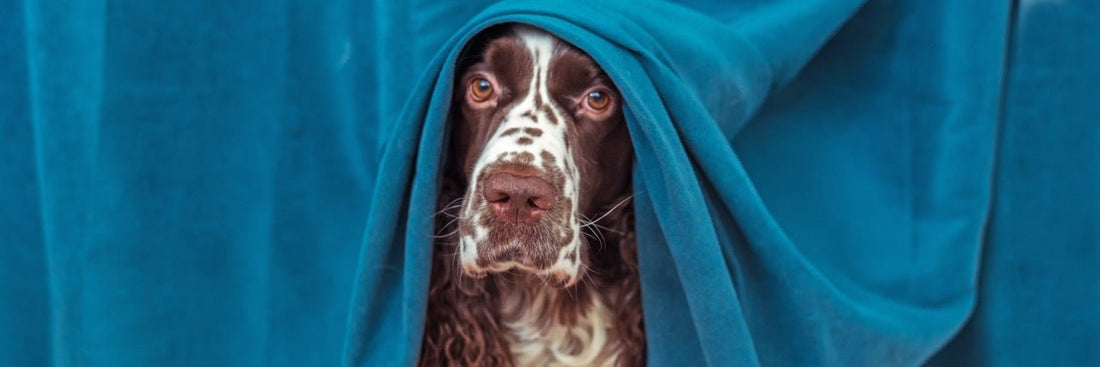 Nervensystem beim Hund beruhigen – wie die EQUUSIR BIOS Hundedecke nervöse Hunde unterstützt - EQUUSIR