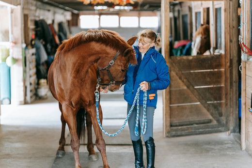 Pferd im Stall, mit dem Kopf zur Seite gedreht, während eine Person daneben steht, die das Pferd an der Leine führt und sanft den unteren Kopfbereich berührt.