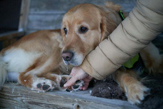 Hund sitzt auf einer Bank mit Eispfoten