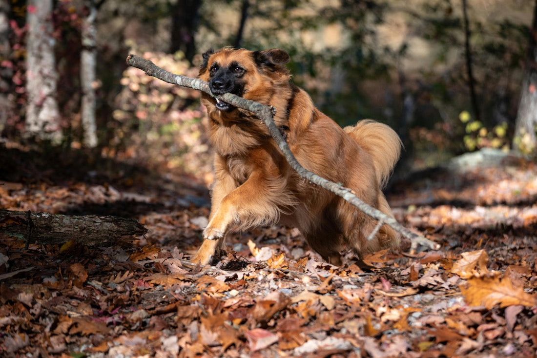 Muskelaufbau beim Hund: Warum er so wichtig ist und wie er gelingt