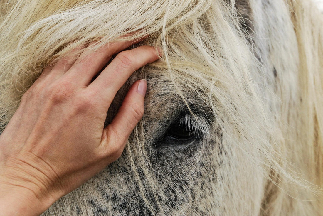 Nahaufnahme eines Pferdes, bei dem die Stirn und ein Auge sichtbar sind, mit Haaren, die sanft über die Stirn fallen. Eine Hand liegt zärtlich auf dem Stirnbereich.