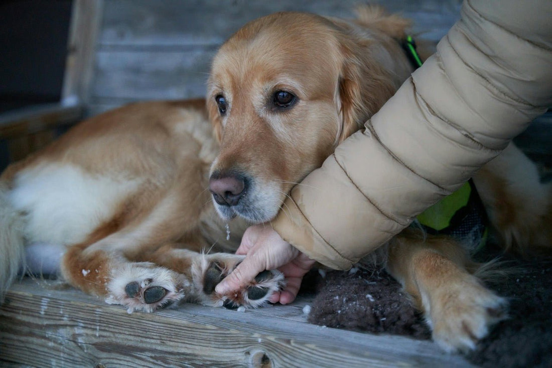 Pfotenpflege im Winter für Hunde – So schützt Du die empfindlichen Pfoten Deines Hundes - EQUUSIR