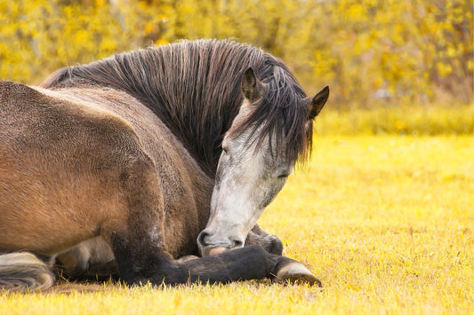 Narkolepsie bei Pferden: Ursachen, Symptome und unterstützende Therapie mit der EQUUSIR BIOS Decke