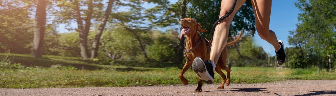 Regeneration ist Training – nur leiser. Wie lange Dein Hund nach dem Training wirklich braucht - EQUUSIR