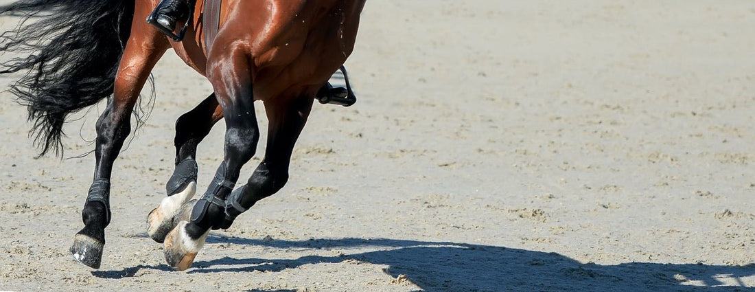 Reha im Sportstall – Warum moderne Sportställe das Pferd systemisch verstehen müssen - EQUUSIR