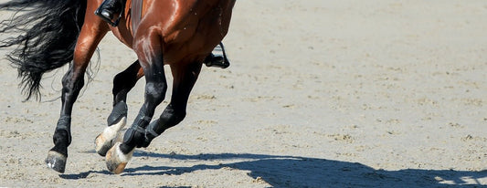 Reha im Sportstall – Warum moderne Sportställe das Pferd systemisch verstehen müssen - EQUUSIR