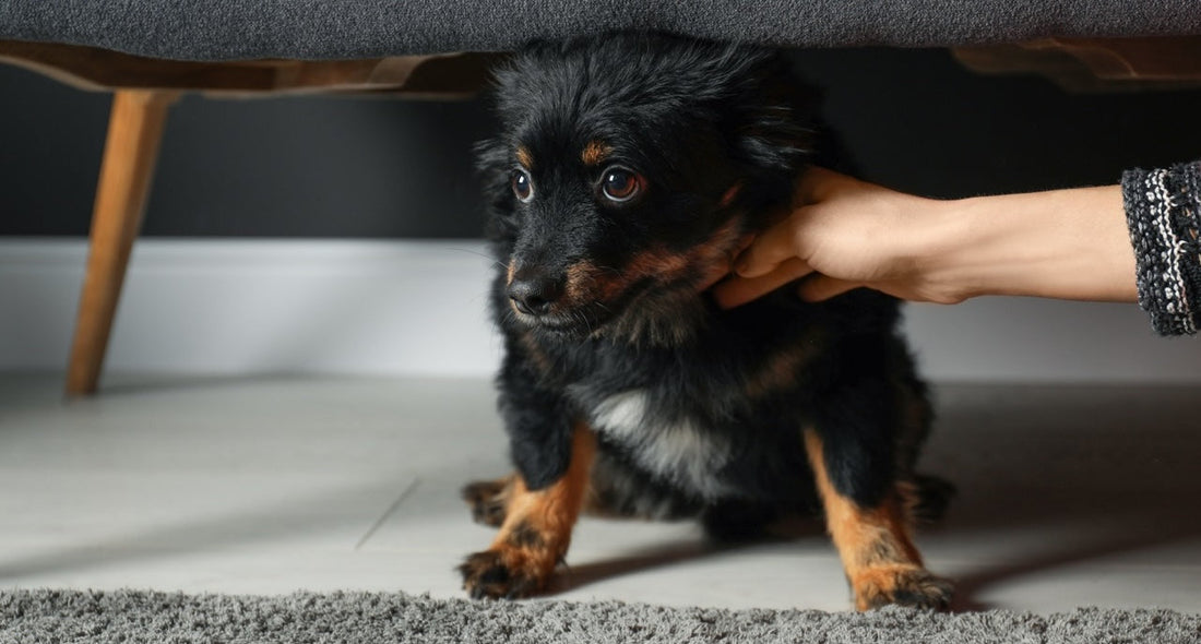 Stress beim Hund verstehen – erkennen, verstehen und reduzieren mit BEST‑BOX und BIOS Decke