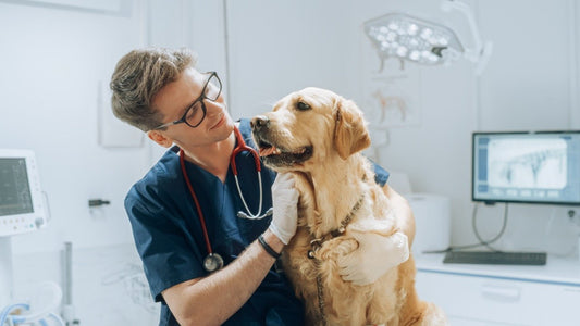 Warum ganzheitliche Lösungen für Hunde immer wichtiger werden - EQUUSIR