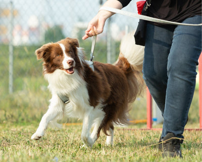 Sport & working dogs