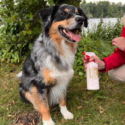 BIONIC Regeneration Hund - EQUUSIR